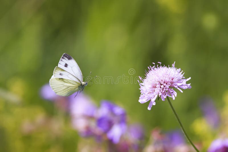 Butterfly Flies To the Flower for Nectar on a Summer Meadow Stock Photo