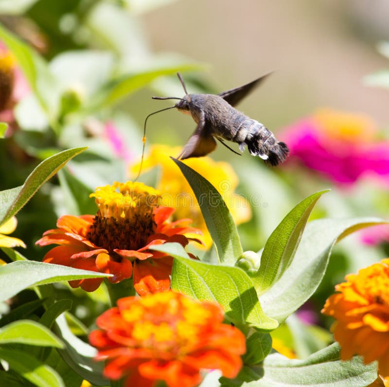 Butterfly in Flight Gathers Nectar from Flowers Stock Image Image of