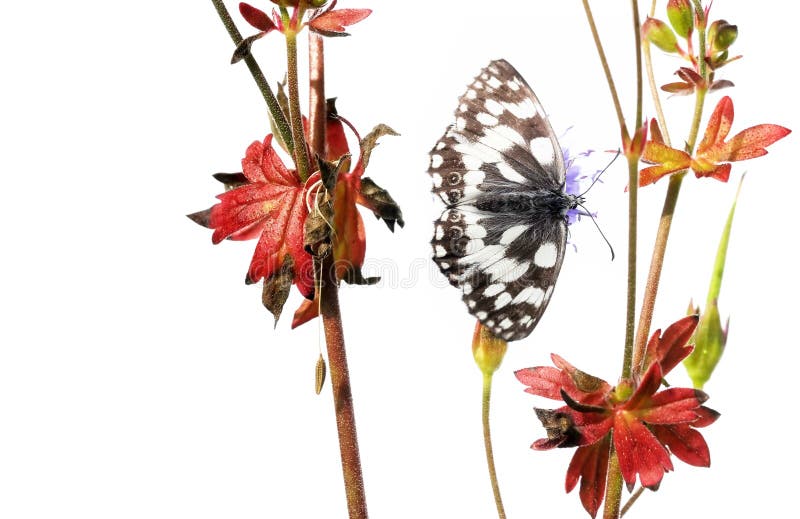 Butterfly and flora