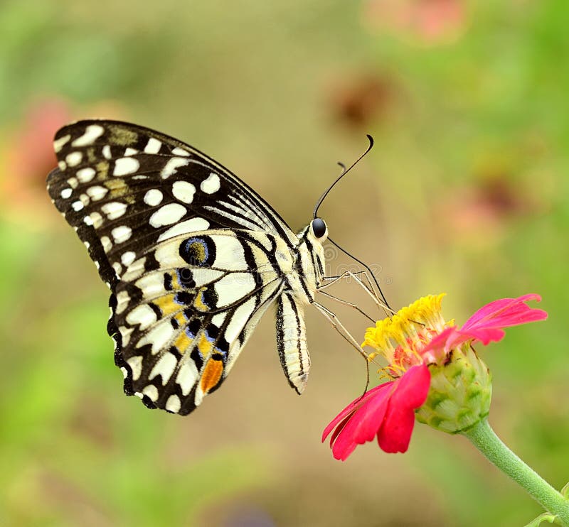 Butterfly on flower stock image. Image of beautiful 113015491
