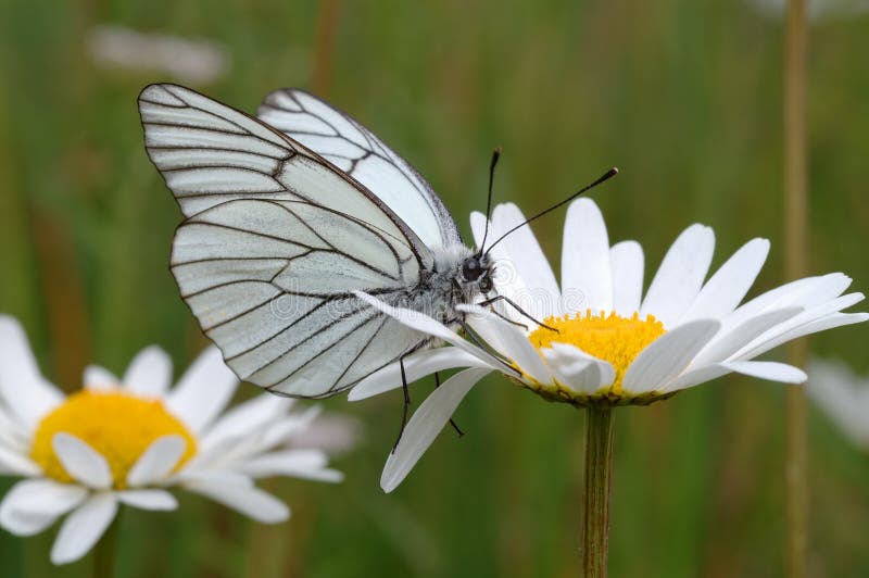 Butterfly flying to flower stock image. Image of plant 8247287