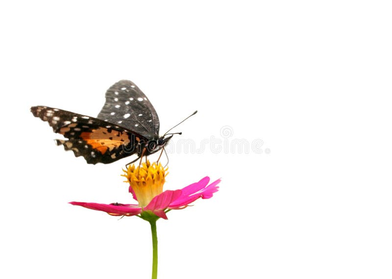 Butterfly on flower