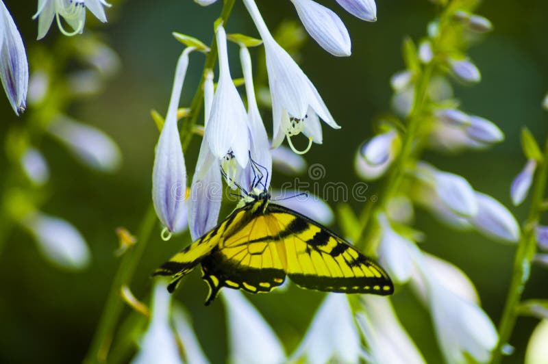 Butterfly on flower