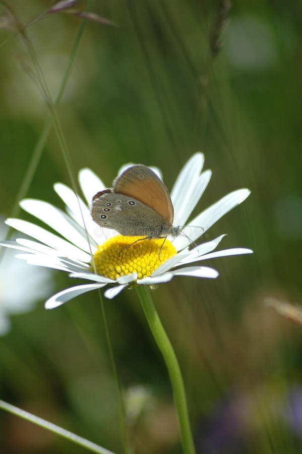 Butterfly on the flower