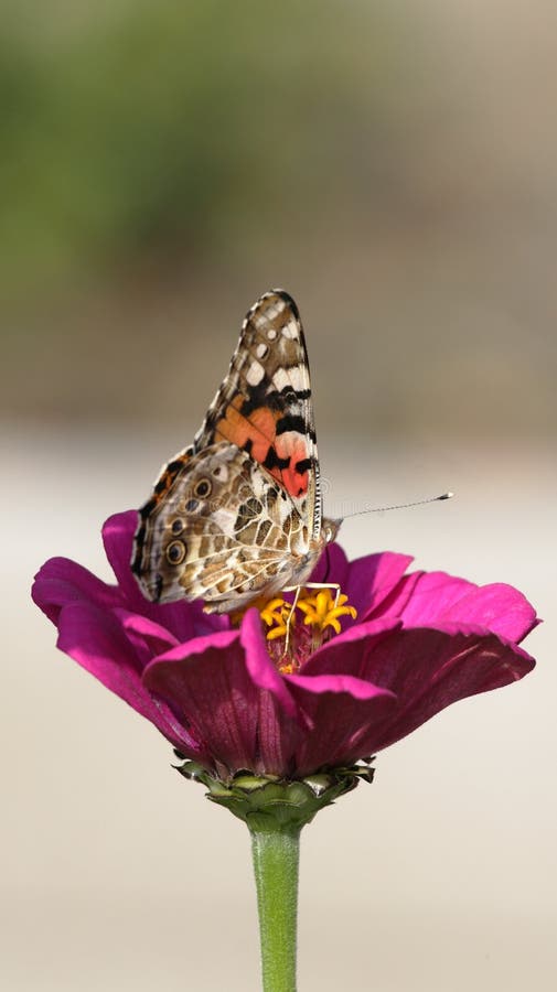 Butterfly on a flower