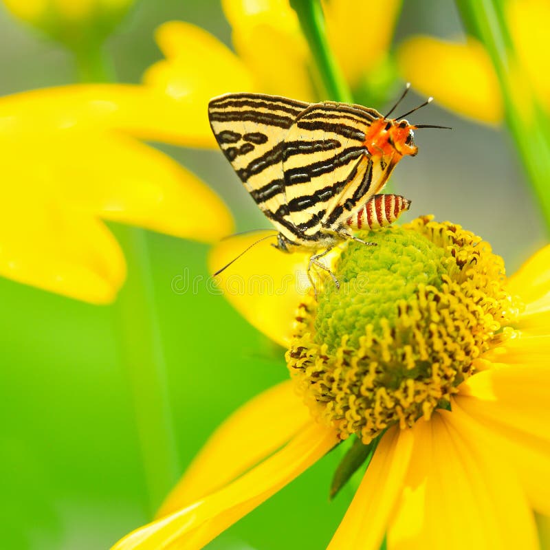 Butterfly flying to flower stock image. Image of plant 8247287