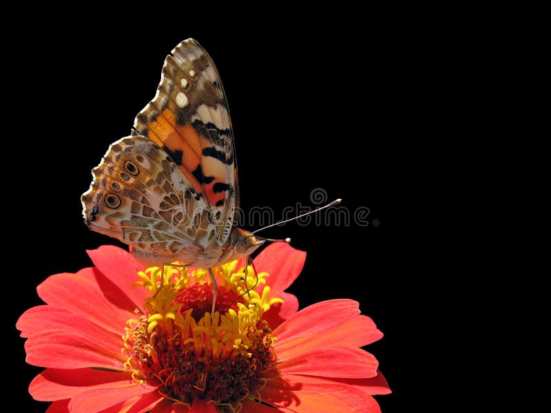 Butterfly on flower