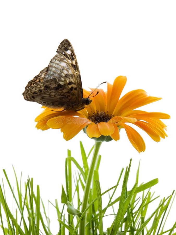 Butterfly on flower