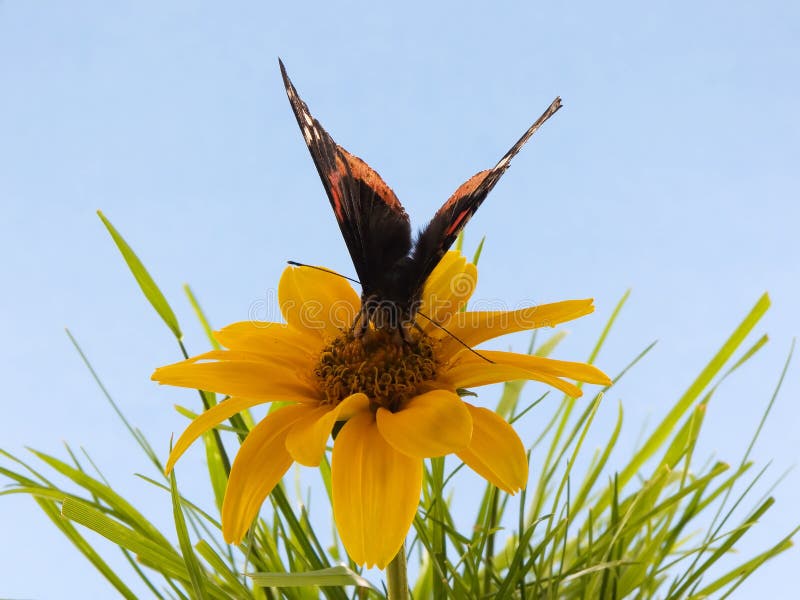 Butterfly on flower