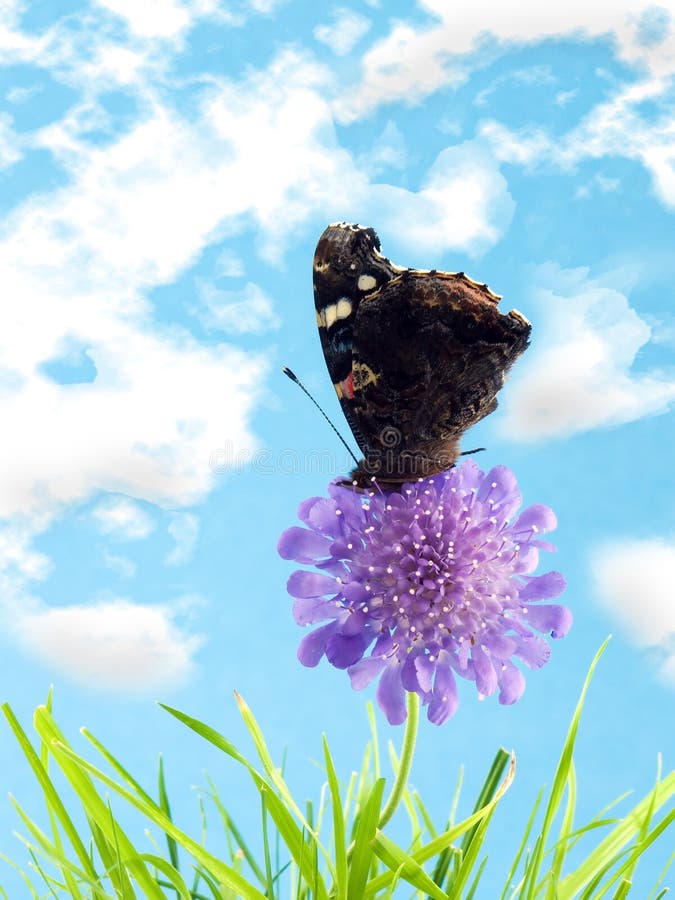 Butterfly on flower