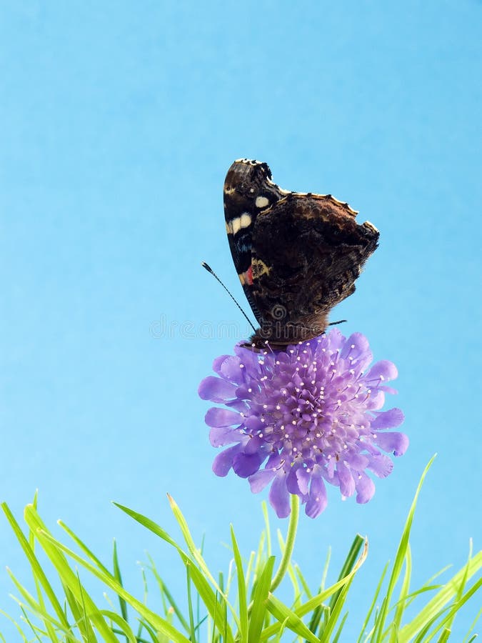 Butterfly on flower