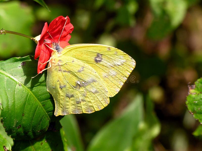 The butterfly and the flower