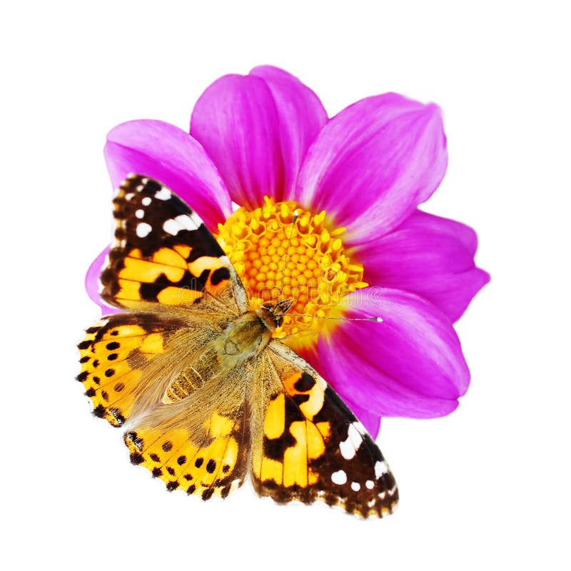 Butterfly and flower