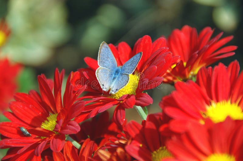 Butterfly on the flower