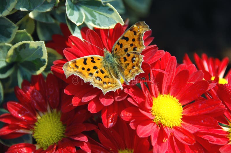 Butterfly on the flower