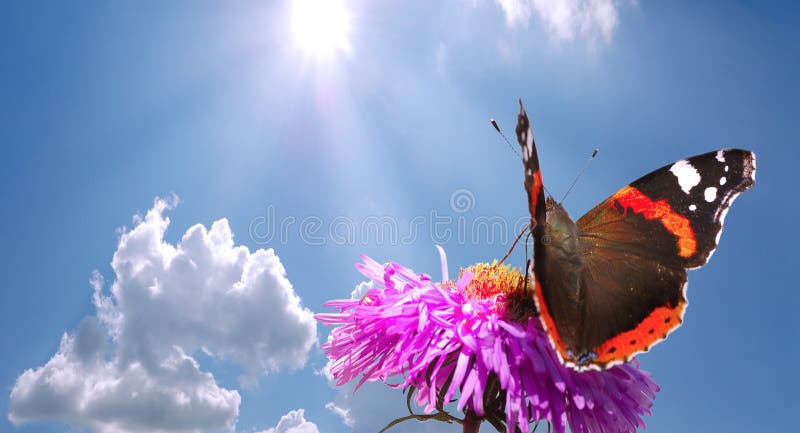 Motýľ na kvet proti modrým oblačnom počasí so slnkom.