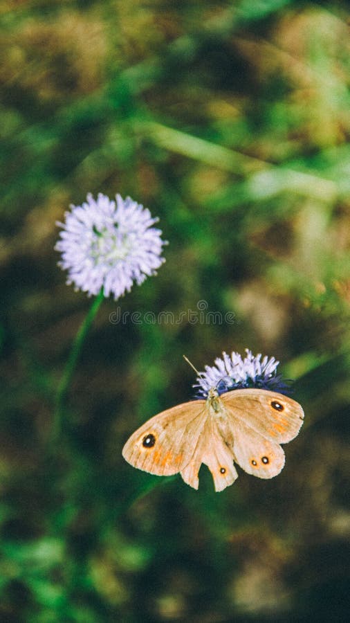 Brown Butterfly Flower. Butterfly Flower Blue Brown Background Wallpapers Beauty Lepidoptera Insect Wing Brown Butterfly Flower. Butterfly Flower Blue Brown Background Wallpapers Beauty Lepidoptera Insect Wing