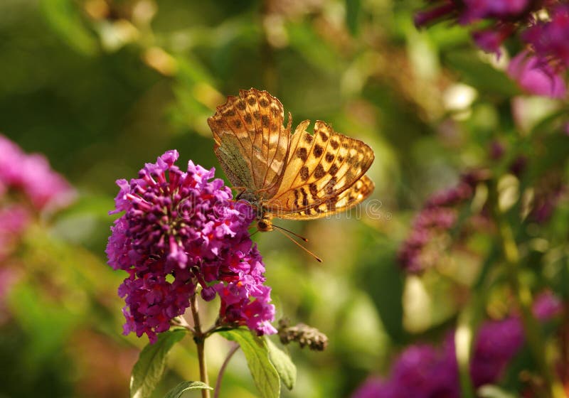 Butterfly on flower stock photo. Image of butterfly, insect 59409582