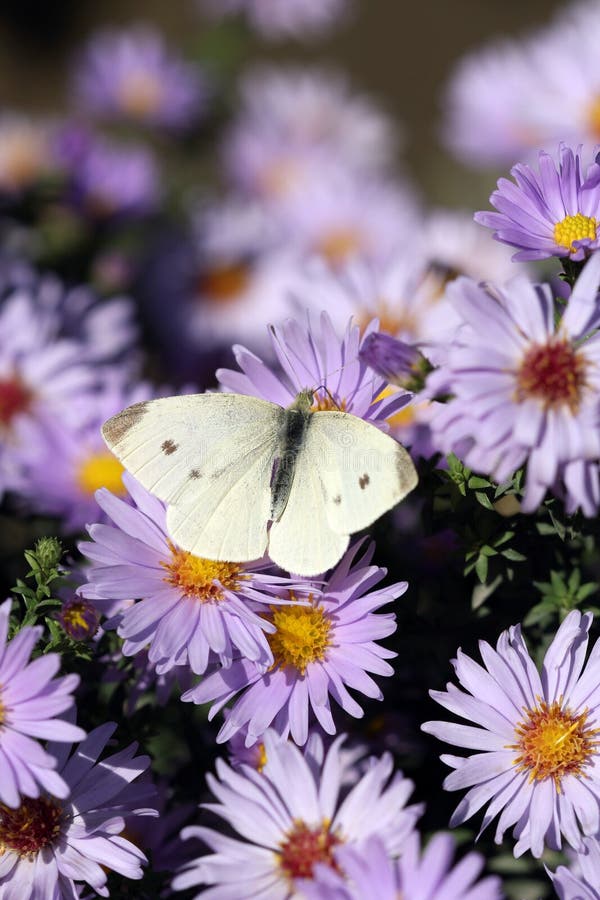 Butterfly on flower close up