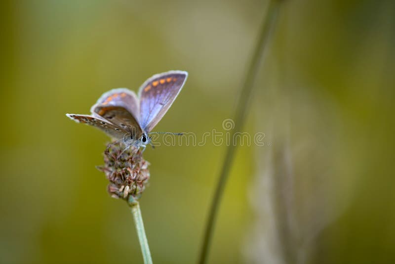 Close up view of colorful butterfly hanging on grass seed. Close up view of colorful butterfly hanging on grass seed.