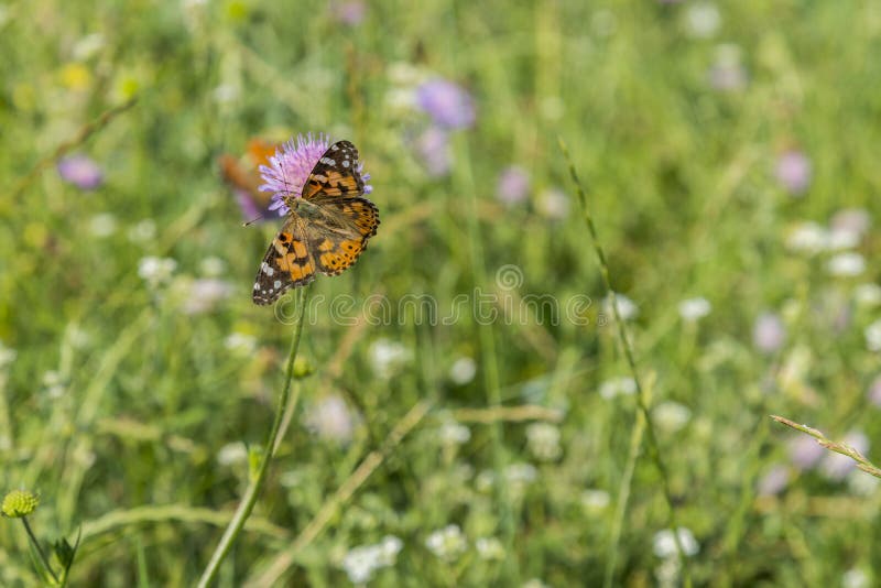 Butterfly on a Flower in a Field. Butterfly on Flower Stock Photo Image of butterfly, warm