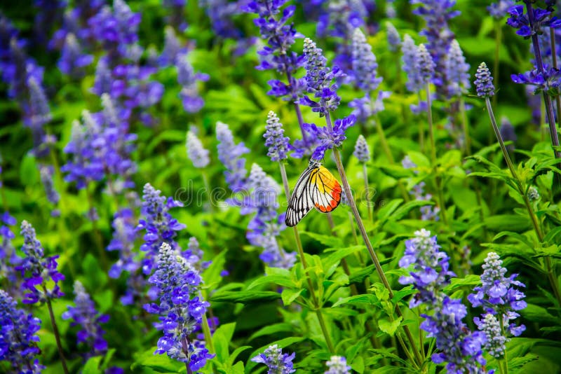 Butterfly in the Flower Fields Stock Photo Image of plant, flower 83568830