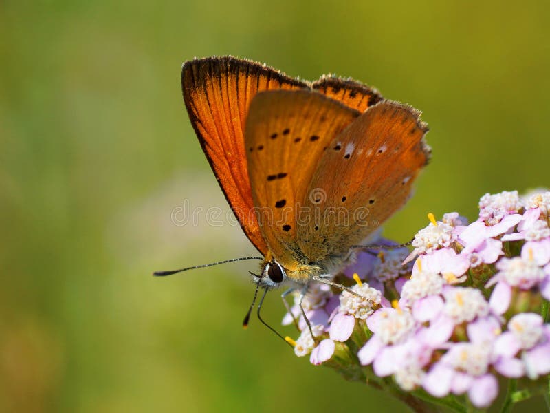 Butterfly on a flower. Scarce copper, Lycaena virgaureae (male)