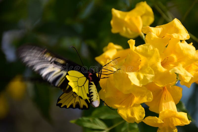 Butterfly with Flower Scent Stock Photo Image of flower, beautiful