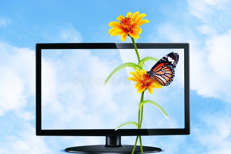 Butterfly and flower on Television stock photos Butterfly and flower on Television stock photos