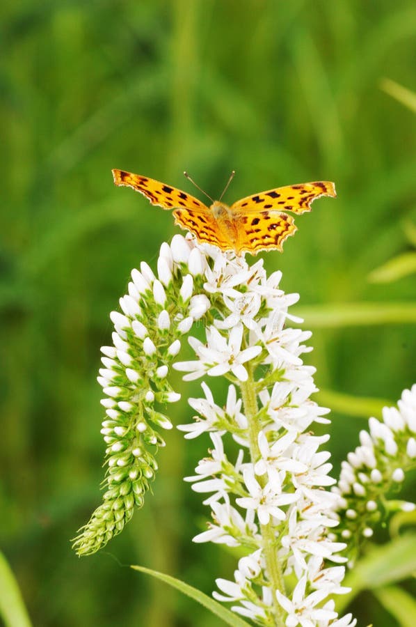 Butterfly on flowers