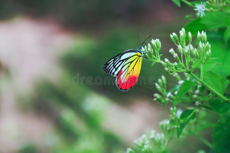 Butterfly and flowers stock photo Butterfly and flowers stock photo