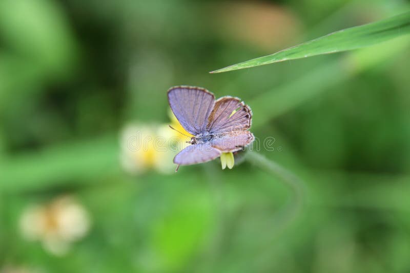butterfly on flowers. stock images butterfly on flowers. stock images