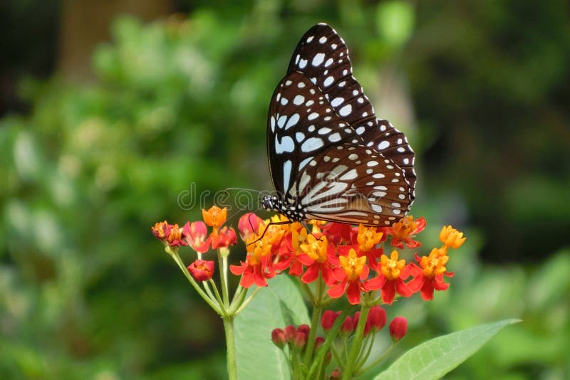 Butterfly at Maonshan Country Park Hong Kong stock images