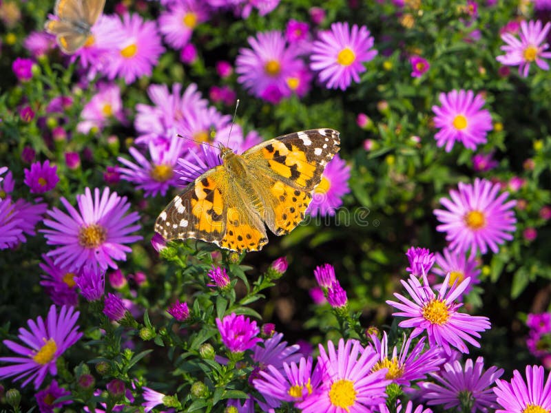 Butterfly and flowers stock image. Image of wild, animal 46931623