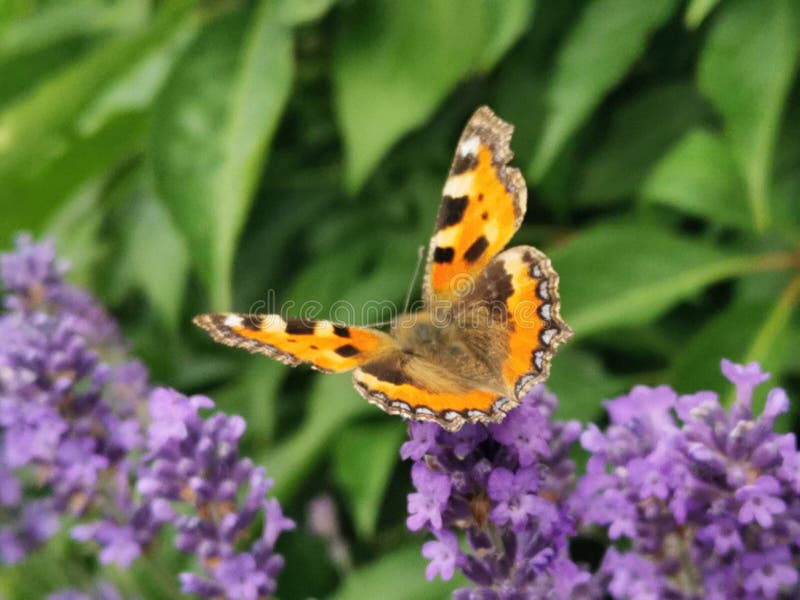 A Butterfly on the Flowers, the Flowers Try To Catch the Butterfly with