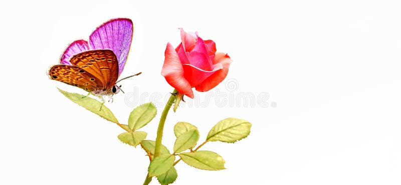 Butterfly with Flowers on a White Background. Stock Photo - Image ...