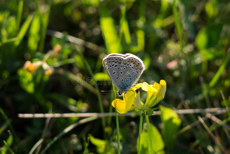 Motýl na květině trávy. Slovensko
