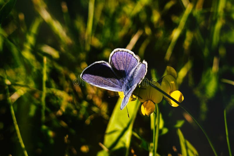 Motýl na květině trávy. Slovensko