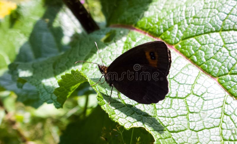 Butterfly on the grass flower. Slovakia