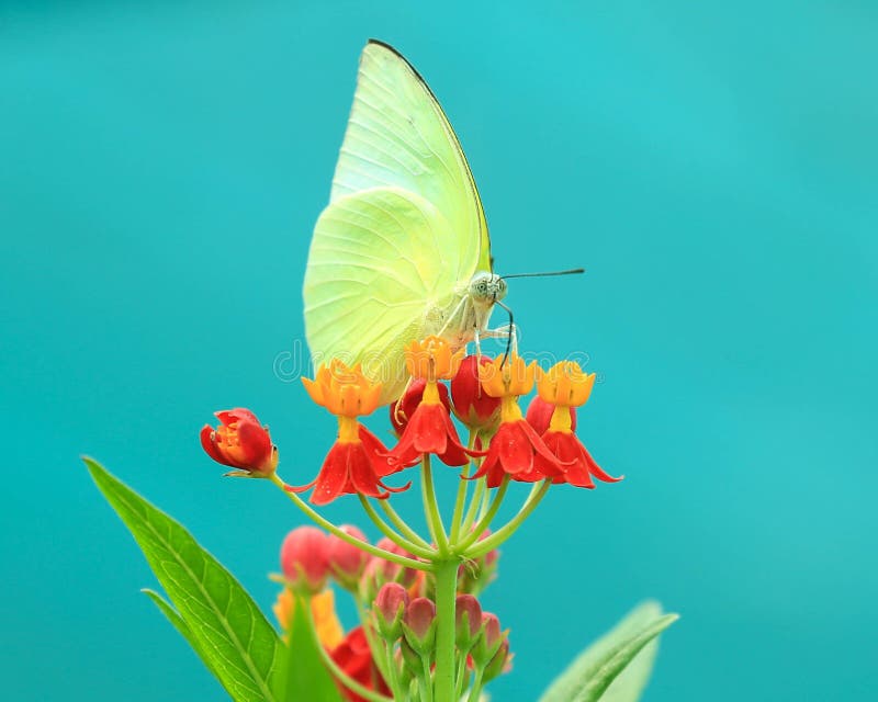 Butterfly Fly in Morning Nature Stock Photo Image of blue, flower