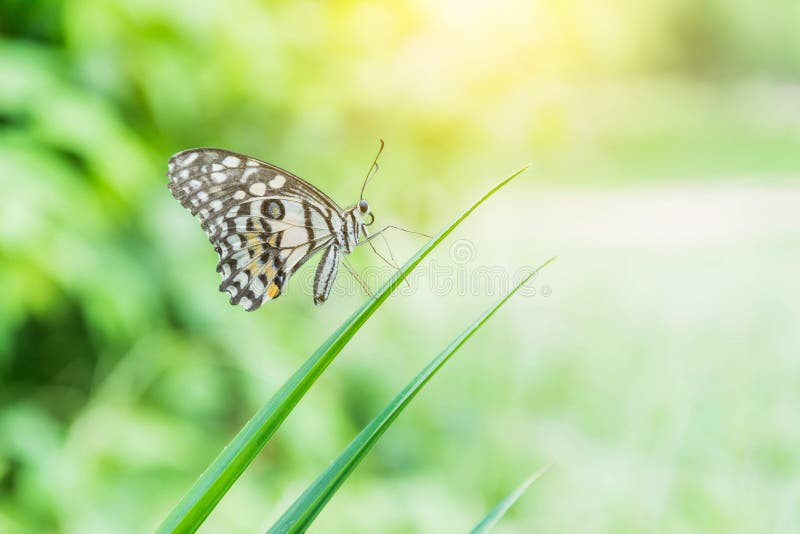 Butterfly flying stock image. Image of background, wildlife 80550611