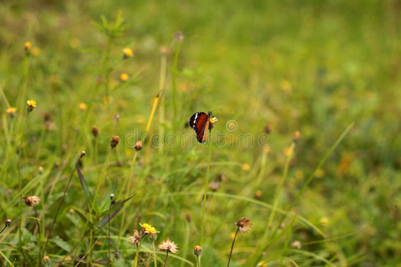 Butterfly Flying in a Garden Stock Image Image of garden, garde
