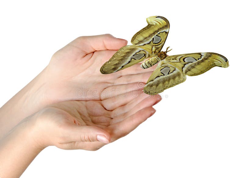 Butterfly flying from hand stock image. Image of isolated 100746919