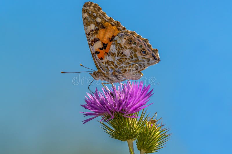 Butterfly foraging a milk thistle flower