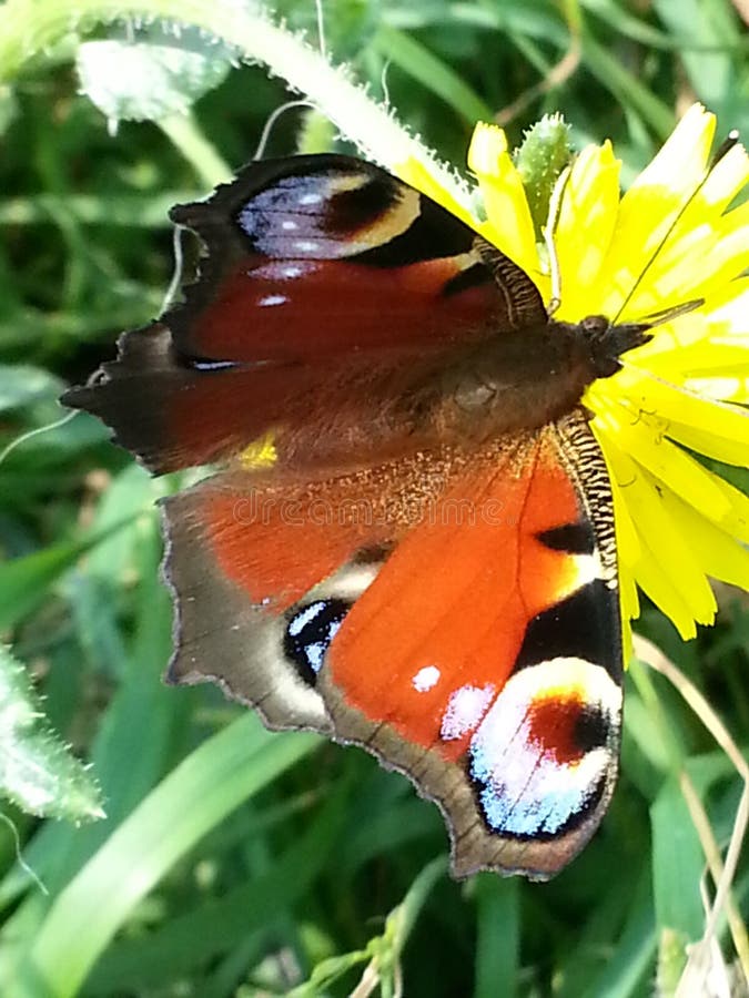 A Butterfly Foraging, A Yellow Flower Stock Image - Image ...