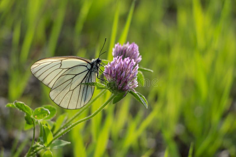 Butterfly forever falls in love with flowers royalty free stock photo Butterfly forever falls in love with flowers royalty free stock photo