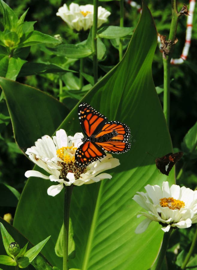 Butterfly Garden stock photo Butterfly Garden stock photo