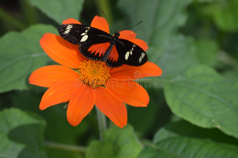 Butterfly in the Garden during Summer Stock Image Image of brown