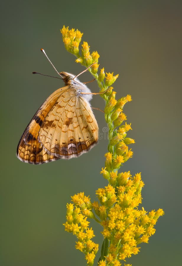 Butterfly on goldenrod