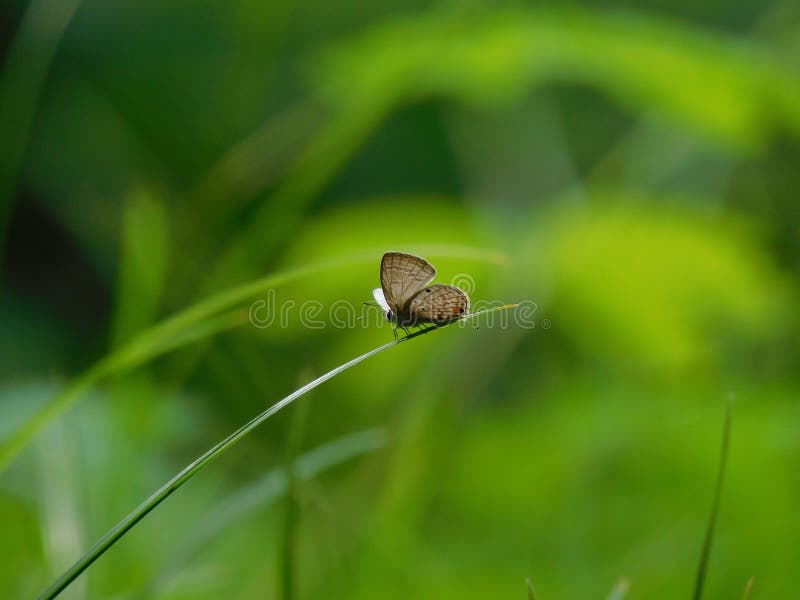 Butterfly on a grass stock photo. Image of beauty, grass 119351916